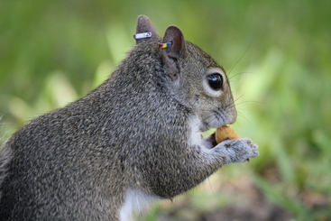 gray squirrel with ear tags